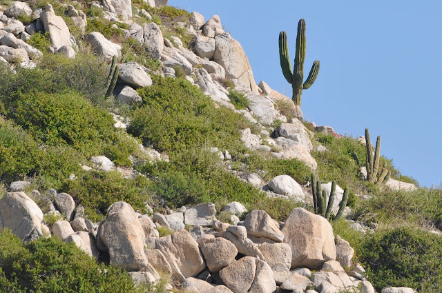1912 EAST CAPE: A taste about the sea of Cortez